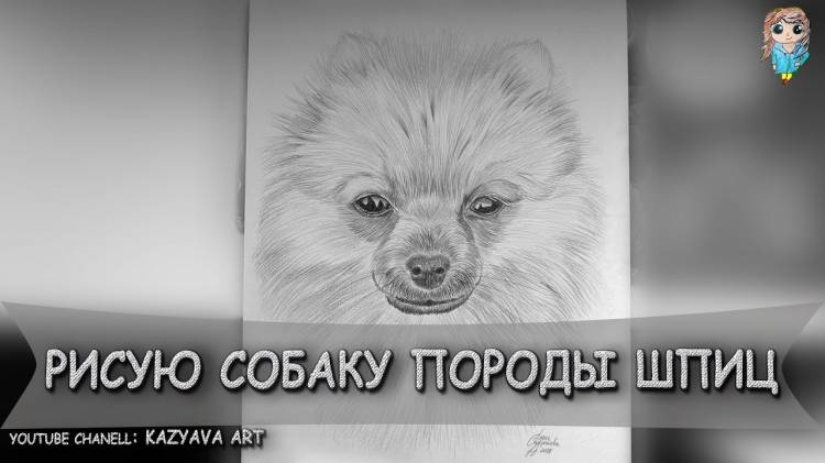 How to draw a spitz dog breed in stages
