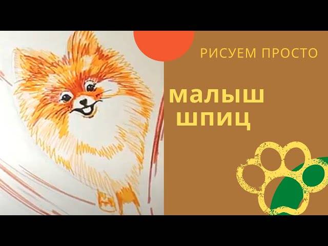 How easy to draw a Pomeranian Spitz