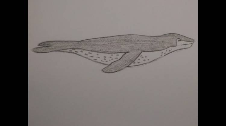 Как нарисовать морского леопарда