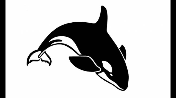 How to Draw a killer whale