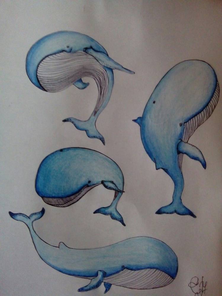 Рисование кита поэтапно