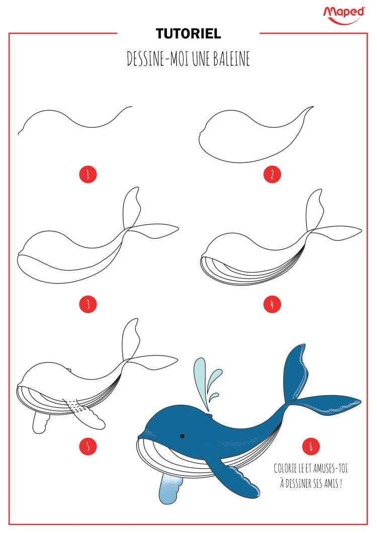 Поэтапное рисование кита для детей