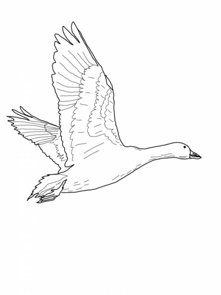 Как нарисовать летящего лебедя