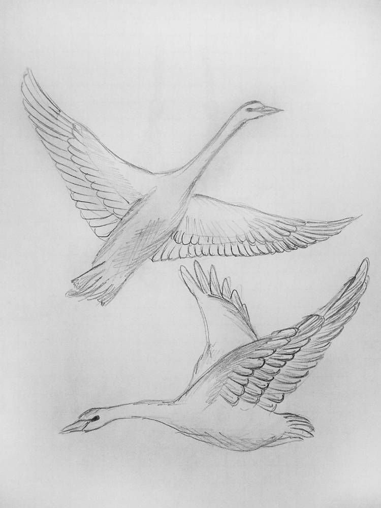 Летящий лебедь рисунок