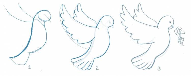 Как нарисовать голубя мира голубей