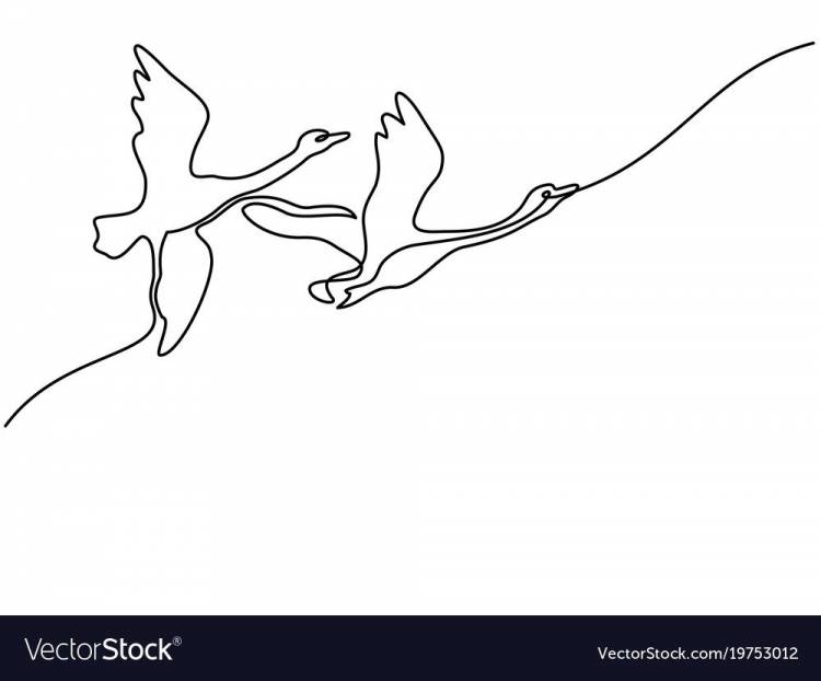 Лебедь в полете рисунок