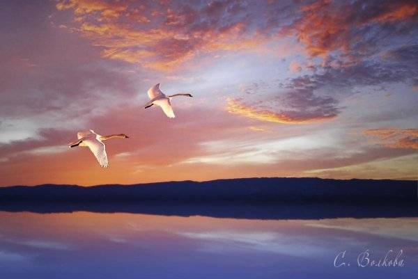 Картинки лебеди в небе 