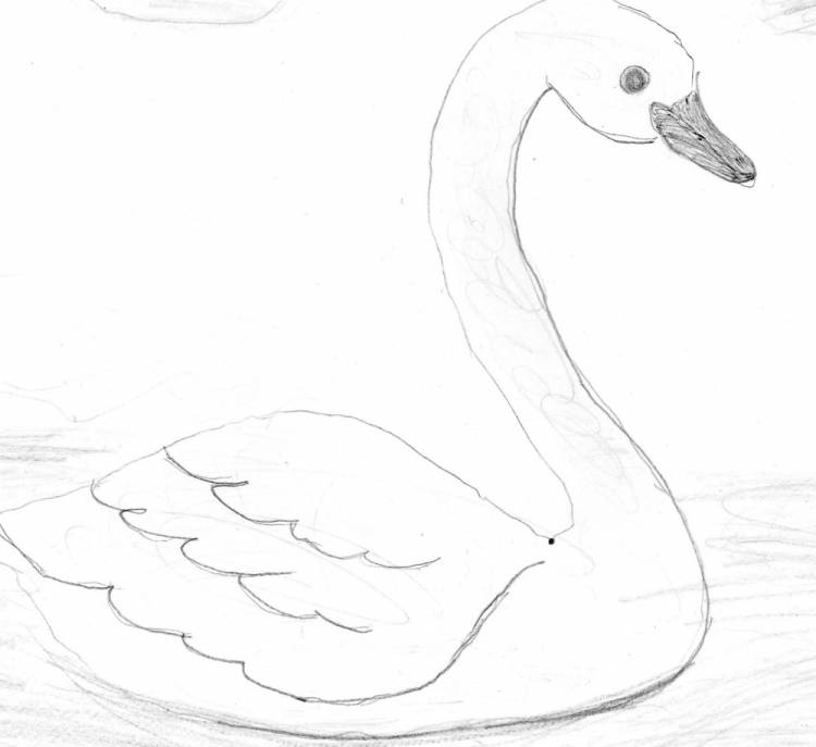 Как легко нарисовать лебедя