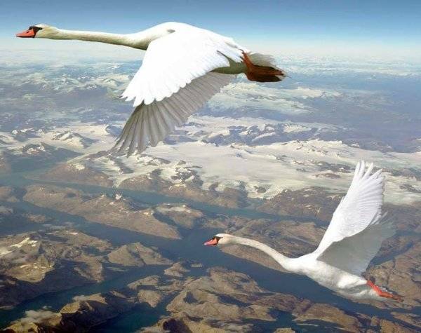 Картинки в небе летят лебеди 