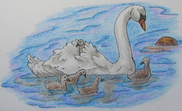 Лебедь рисунок карандашом для детей
