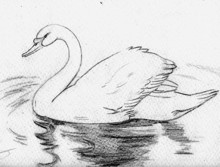 Лебедушка рисунок карандашом