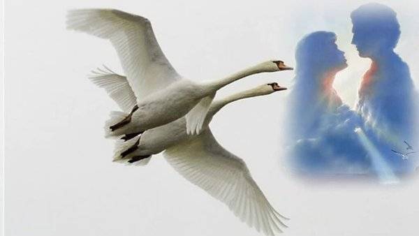 Картинки в небе летят лебеди 