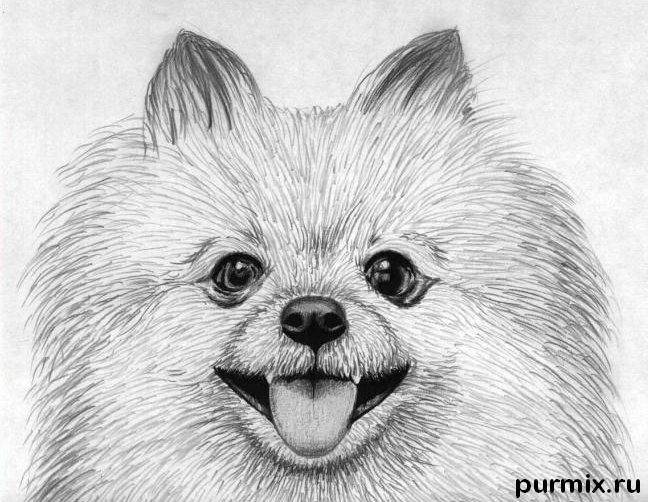 Как нарисовать собаку породы померанский шпиц карандашом