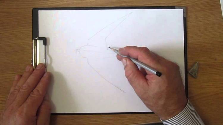 Как рисовать птицу ласточку