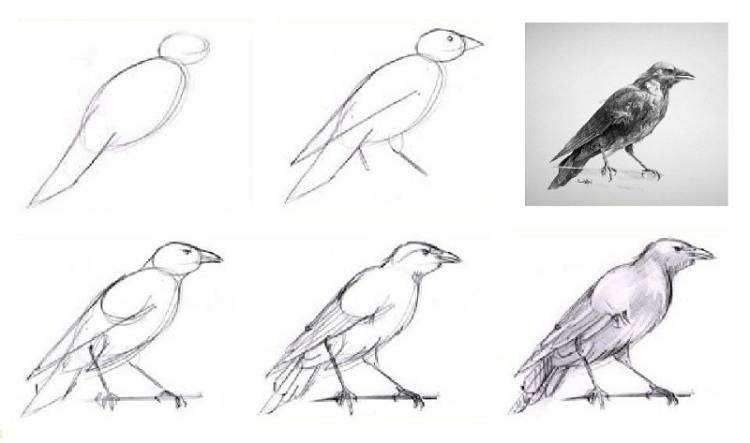 Рисуем поэтапно перелетных птиц