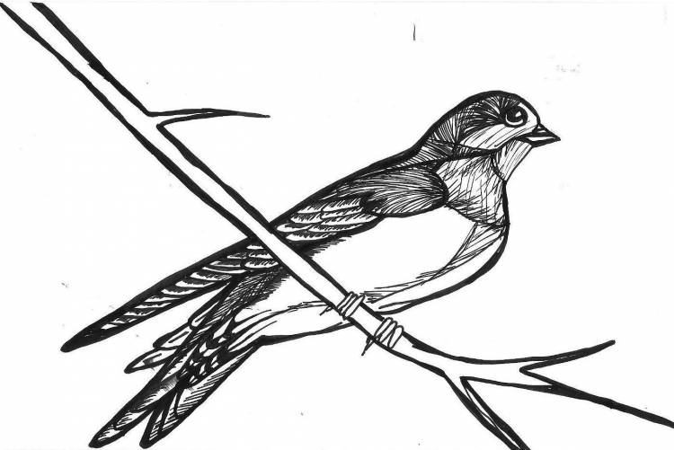 Перелетные птицы рисунок карандашом