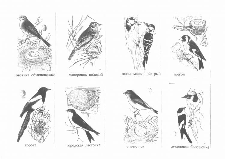 Раскраска перелетные и зимующие птицы