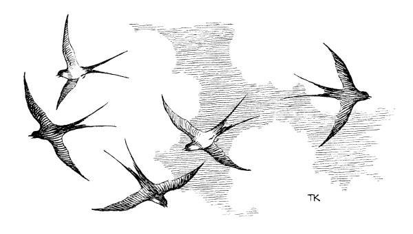 Картинки птицы в небе карандашом 