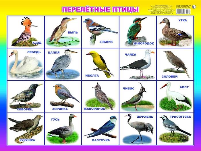 Картинки птицы для детей детского сада и школы