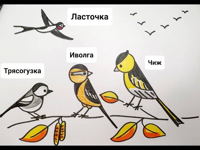 Как нарисовать птиц? Перелётные птицы