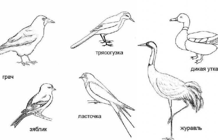 Виды птиц рисунки