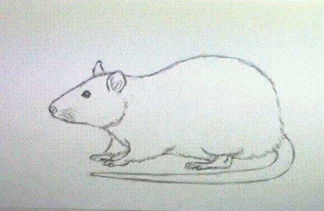 Как нарисовать крысу на Новый