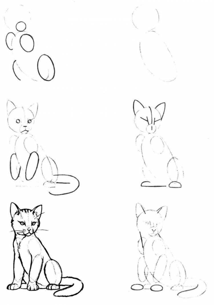 Как нарисовать поэтапно животных