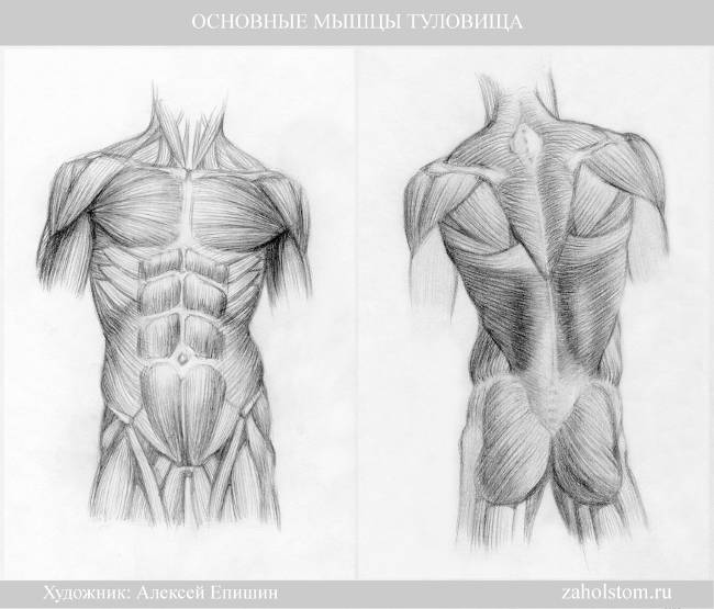 Как рисовать человека? Торс