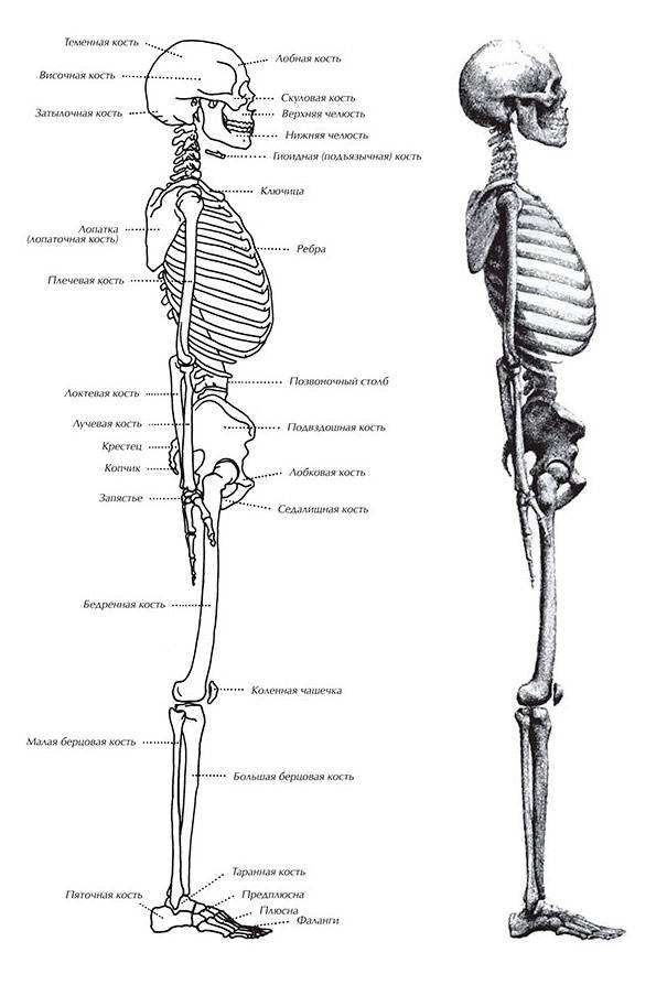 Как Нарисовать Скелет (Карандашом