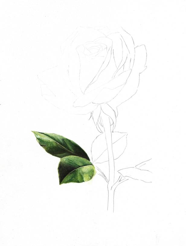 как рисовать розу карандашом