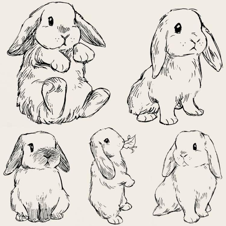 Аниме кролики для срисовки