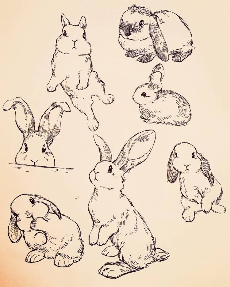 Заяц для срисовки карандашом