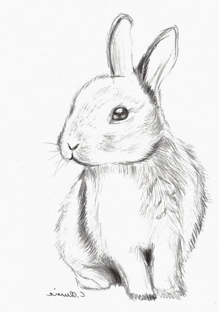 Заяц рисунок карандашом для срисовки
