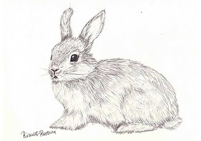 Рисунки для срисовки карандашом животные