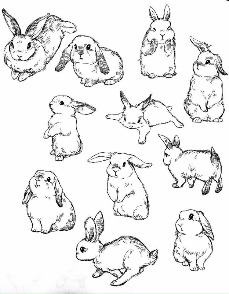 Рисунок карандашом для срисовки кролика
