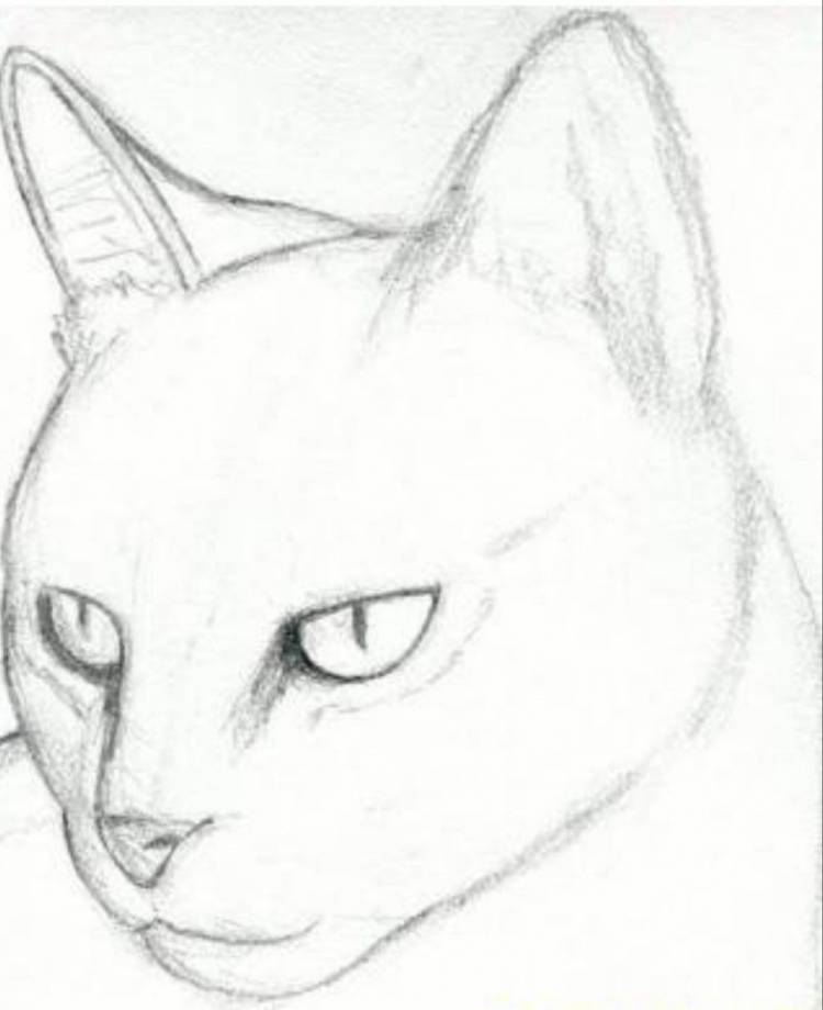 Кошка рисунок для срисовки карандашом легкий