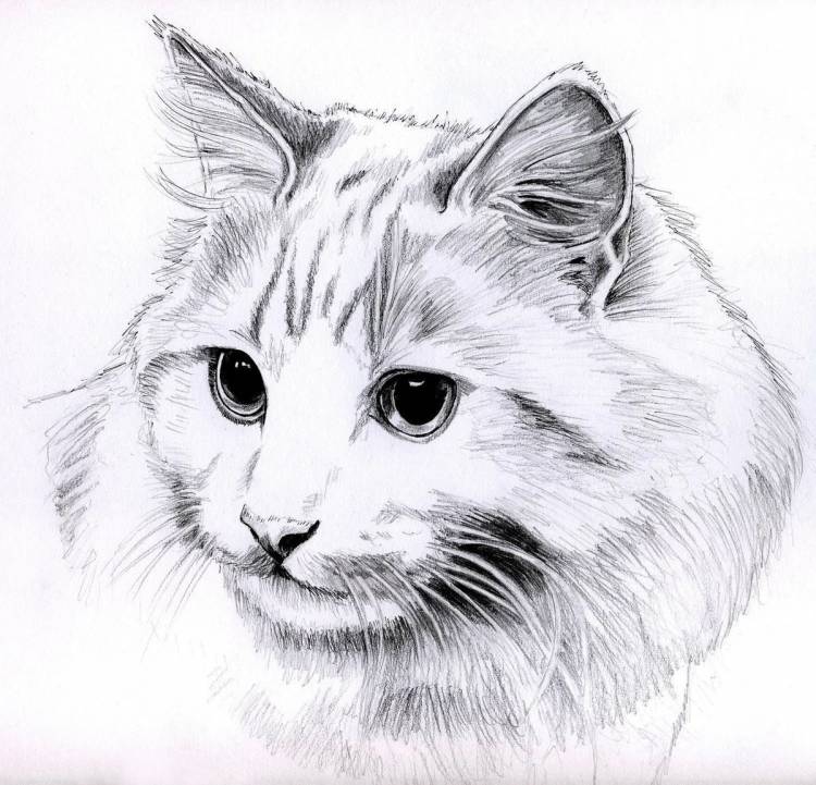 Простой рисунок кошки карандашом для срисовки