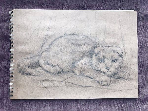Как нарисовать британскую вислоухую кошку карандашом?