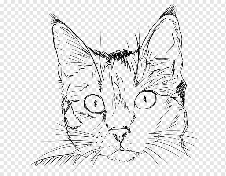 Рисовать кошек рисунок тигра, кот, лицо, карандаш, кошка png