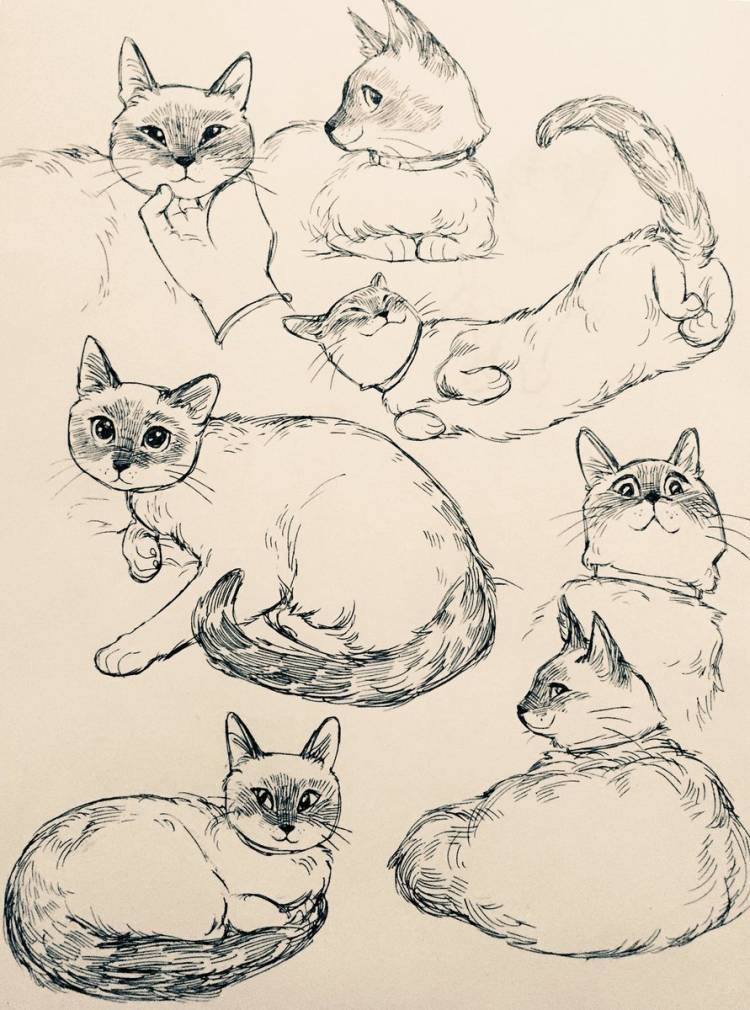 Рисунки для срисовки в скетчбук котики