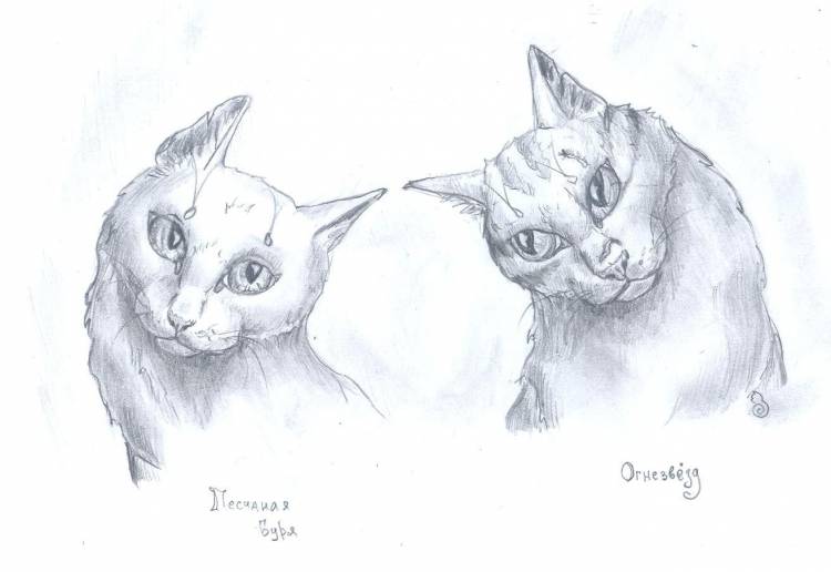 Коты воители рисунки карандашом для срисовки