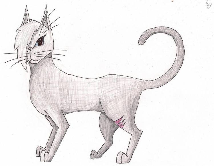 Коты воители рисунки для срисовки
