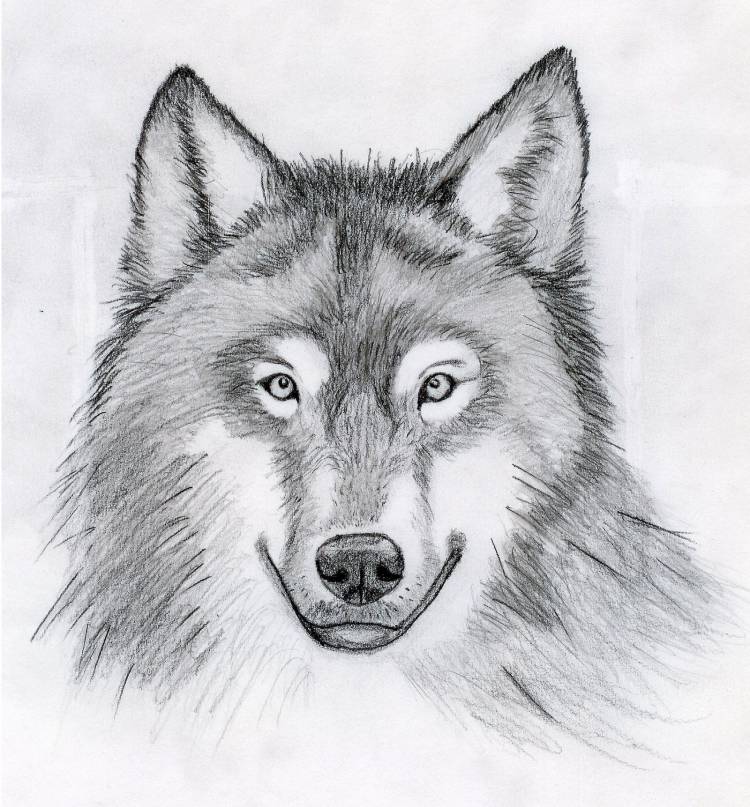 Волк карандашом для детей