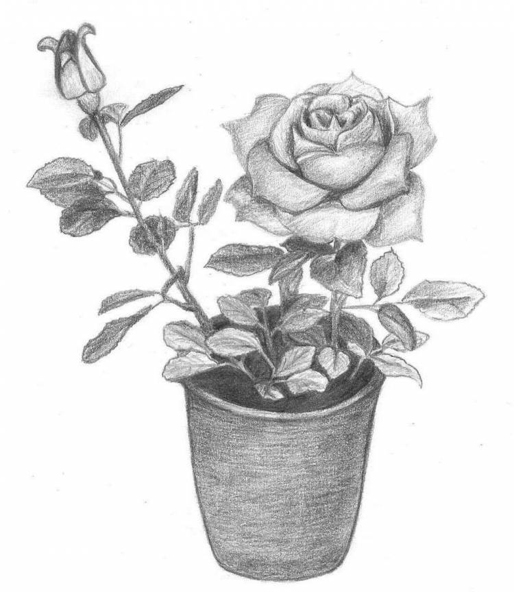 Цветок в горшке рисунок карандашом