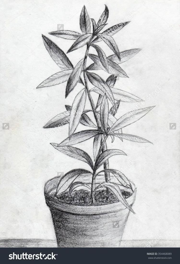Комнатные растения карандашом