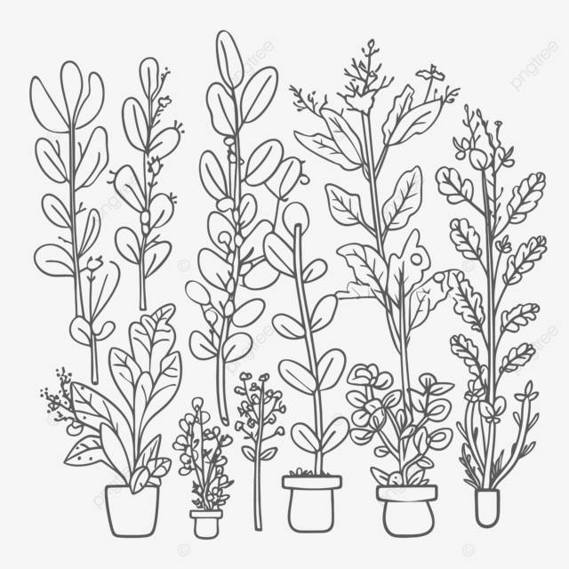 каракули рисованной очертания растений в горшках и контейнерах эскиз рисунок вектор PNG , травы рисунок, травы наброски, травы эскиз PNG картинки и пнг рисунок для бесплатной загрузки