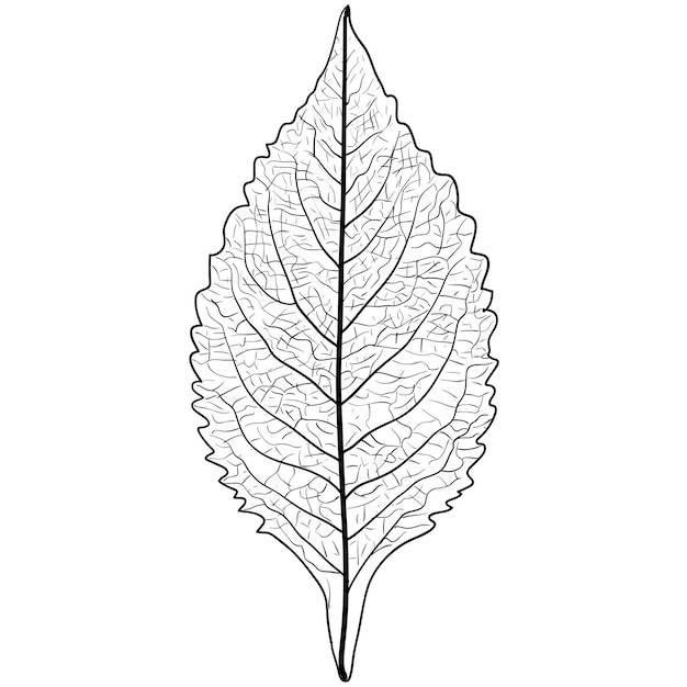Зарисовки силуэтов листьев на белом фоне иллюстрации