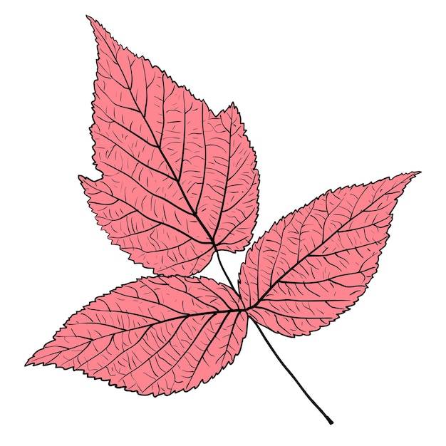 Зарисовки силуэтов листьев на белом фоне иллюстрации