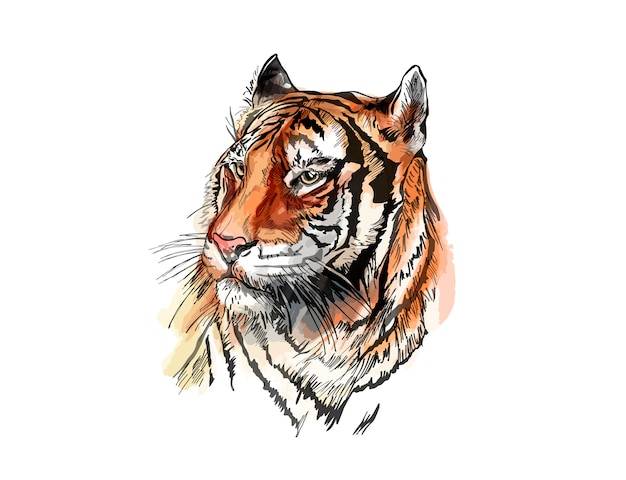 Эскиз векторный тигра
