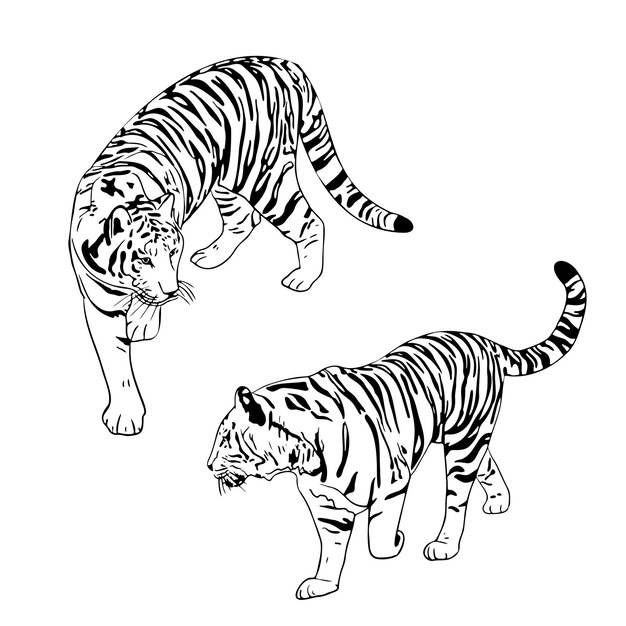 Два тигра черные силуэты на белом фоне китайский тигр простой реалистичный эскиз